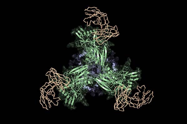 Computer-rendered image of a molecular structure. There are three "spokes" sticking of the center