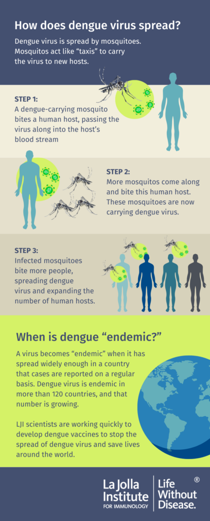 Graphic titled "How does dengue virus spread?" text reads: Dengue virus is spread by mosquitoes. Mosquitos act like “taxis” to carry the virus to new hosts. STEP 1: A dengue-carrying mosquito bites a human host, passing the virus along into the host’s blood stream. STEP 2: More mosquitos come along and bite this human host. These mosquitoes are now carrying dengue virus. STEP 3: Infected mosquitoes bite more people, spreading dengue virus and expanding the number of human hosts. When is dengue “endemic?” A virus becomes “endemic” when it has spread widely enough in a country that cases are reported on a regular basis. Dengue virus is endemic in more than 120 countries, and that number is growing. LJI scientists are working quickly to develop dengue vaccines to stop the spread of dengue virus and save lives around the world." Graphic features the La Jolla Institute for Immunology logo and "Life Without Disease" tagline.