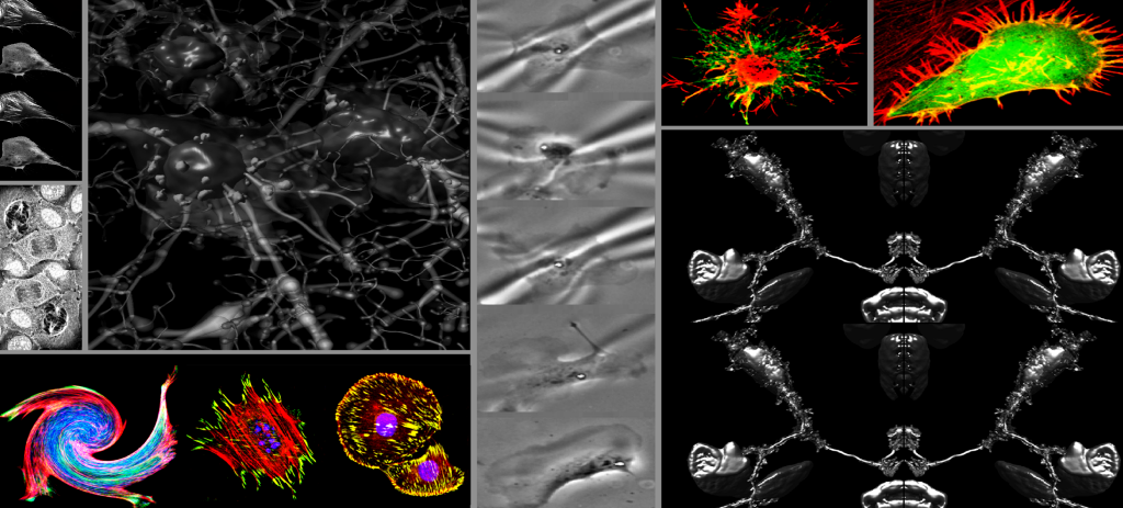 A collage of microscopy images