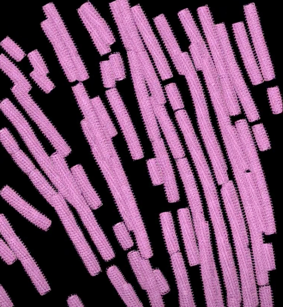 The researchers used cryo-electron tomography to assemble 3D images of the Ebola virus nucleocapsid inside host cells. (Credit: Saphire Lab, LJI)