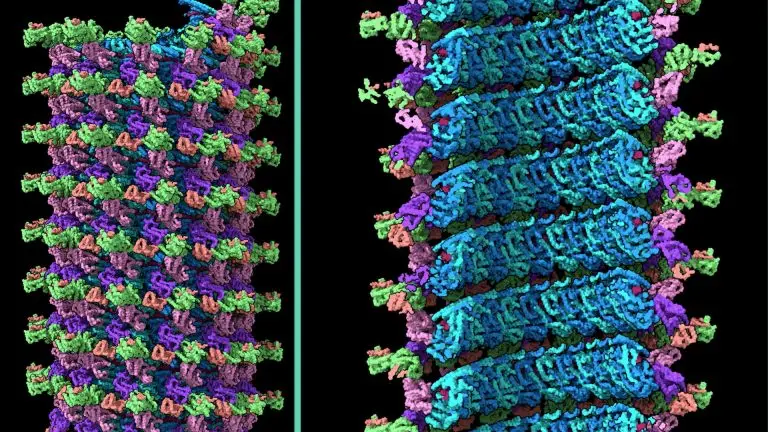 Two computer-generated images of the Ebola virus nucleocapsid structure. The structure resembles a tube with many layers making up the sides