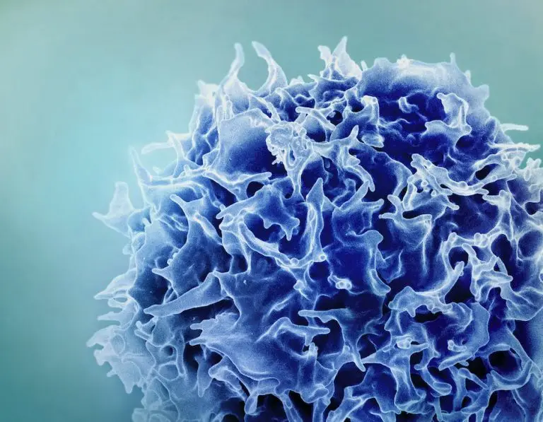 A colorized rendering of a T cell shown in shades of blue