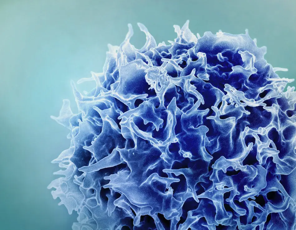 A colorized rendering of a T cell shown in shades of blue