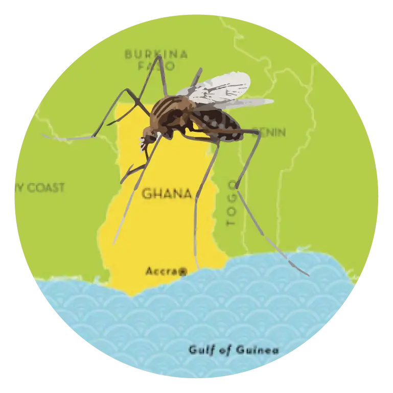 Graphic of a mosquito on top of the country of Ghana and near the Gulf of Guinea