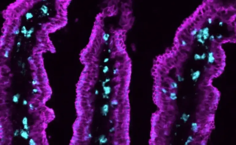 Microscopy image with a black background. There are cells glowing with blue and purple florescent tags