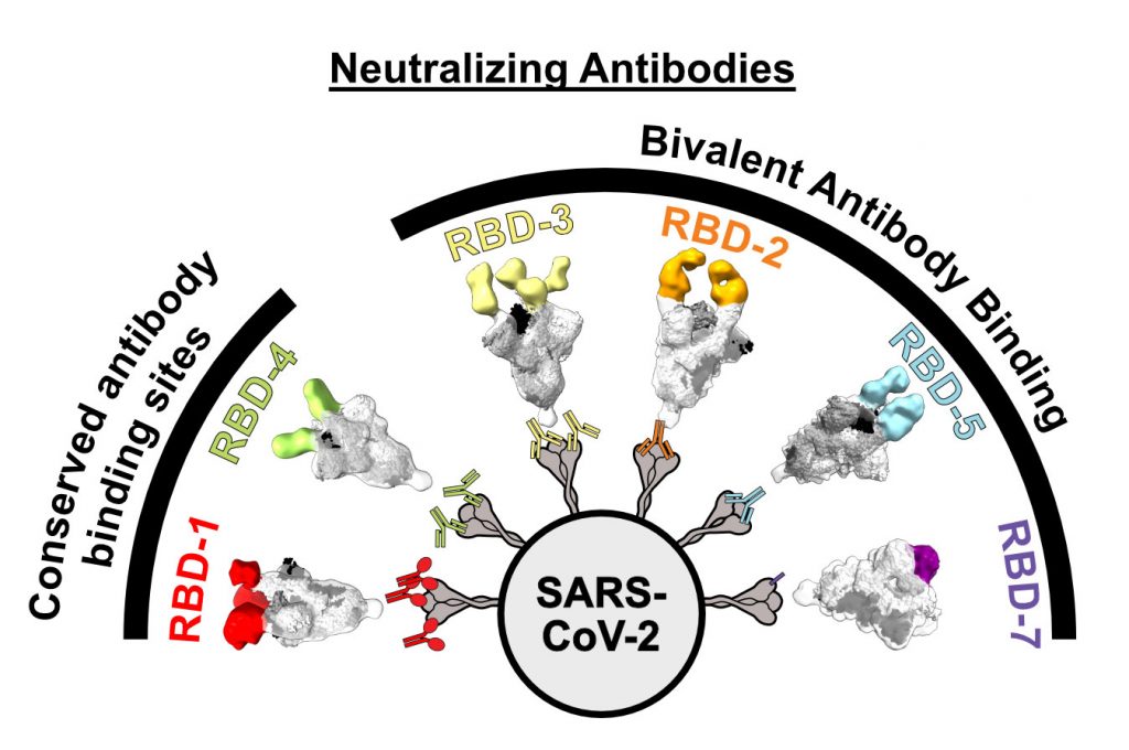 Graphic showing how the LJI researchers grouped antibodies into communities (see color-coded groups above) based on precisely where the antibodies target the RBD. The new study highlights how some communities maintain their neutralizing power against Omicron lineage BA.1. (Credit: Saphire Lab, LJI)