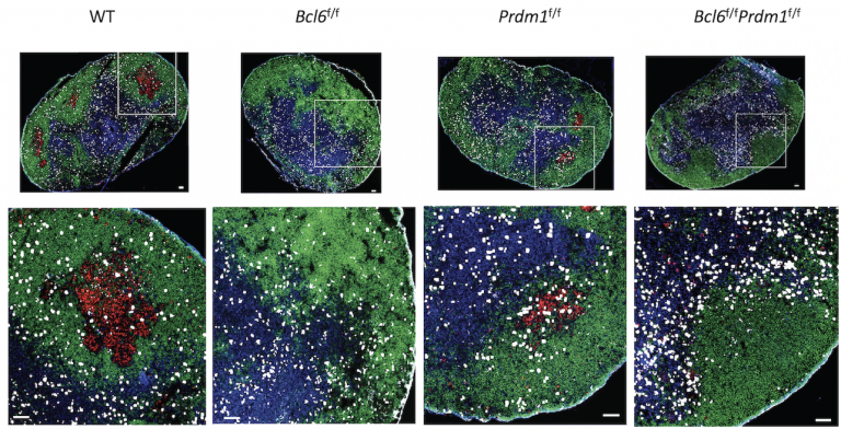 Microscopy images of tissue with cells shown in blue green and red. We see that WT and Prdm1f/f samples contain germinal centers. Bcl6f/f and Bcl6f/f Prdm1f/f samples do not.