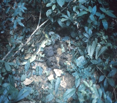 An elephant dung pile in the forest