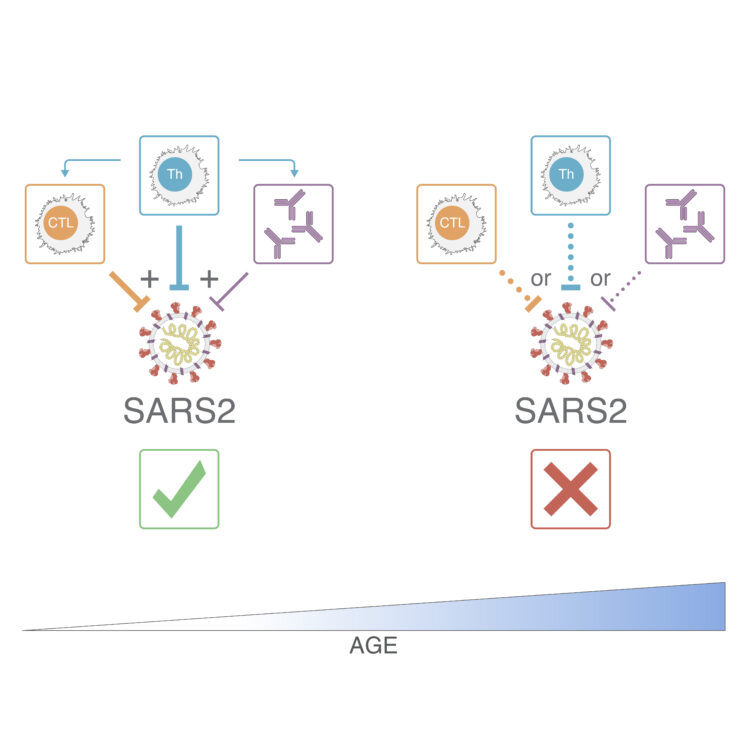 Graphic depicting the decline of CTL, Th and antibody responses to SARS-CoV-2 with age