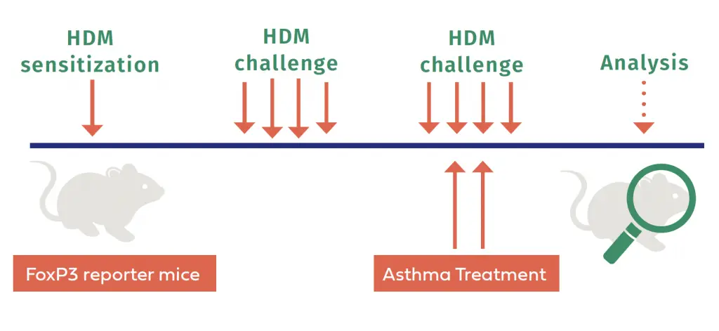 Graphic showing the affect of asthma treatment on FoxP3 reporter mice. The researchers show a timeline from the steps from HDM sensitization to HDM challenge to HDM challenge to analysis