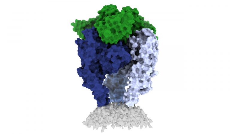 Rendering of the prefusion RABV-G trimer bound to neutralizing antibody RVA122.