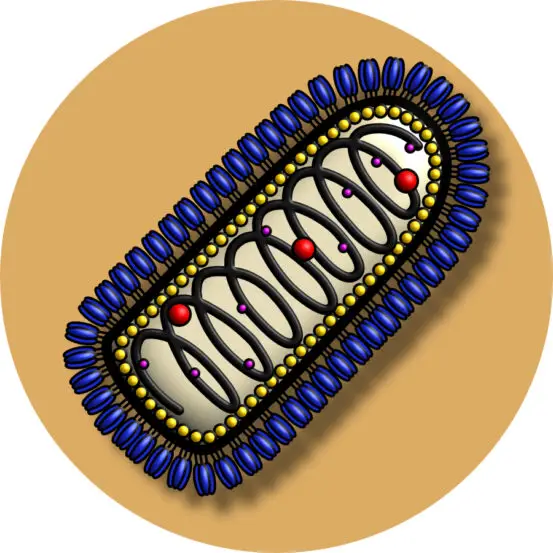 Graphic of mitochondria