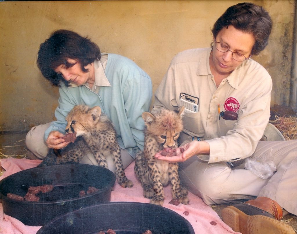 Zookeeper Karen Barnes and coworker Mary hand-feed meat to cheetah cubs