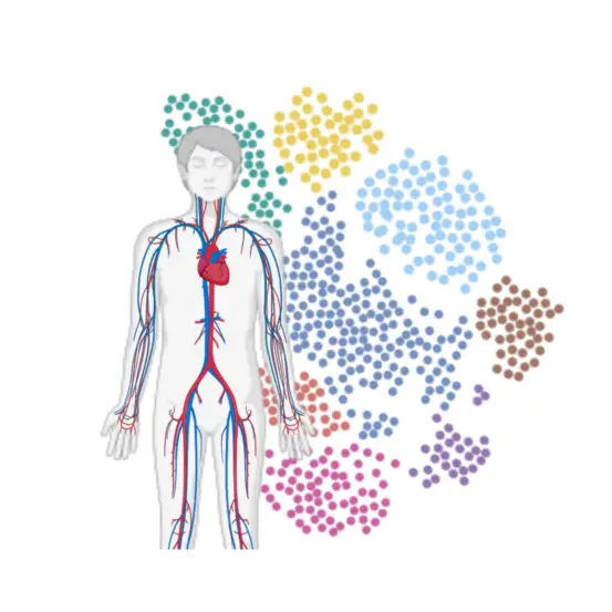 Graphic of human body with the cardiovascular system marked. There are colorful dots in the background to represent different cell types