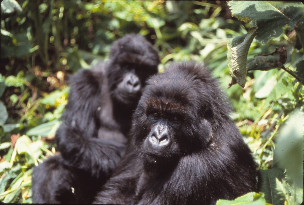 A mountain gorilla named Tuck looks at camera, Pablo behind.