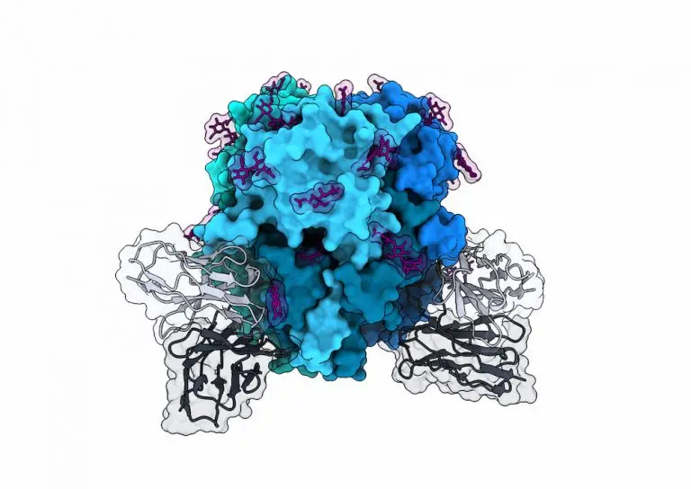 The blue shape forms the outer shell (glycoprotein) that shields lymphocytic choriomeningitis virus (LCMV) from immune system attack. This new structure shows that an antibody (grey) can bind to and neutralize LCMV.