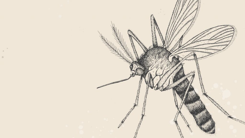 Illustration of a mosquito