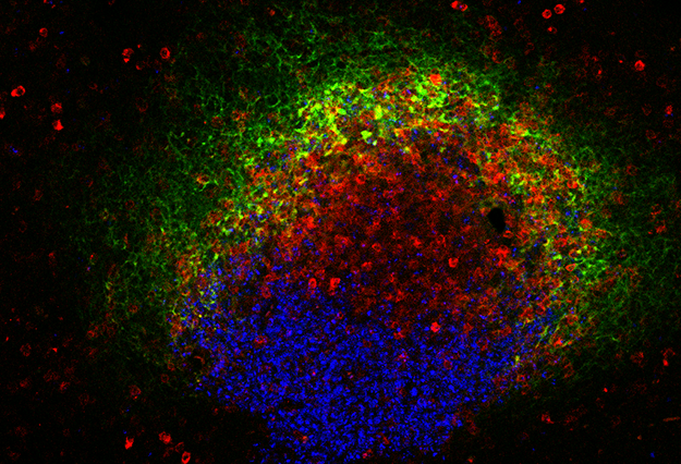 Microscopy image with a black background. Cells appear as blue, yellow, green, and red florescent dots.