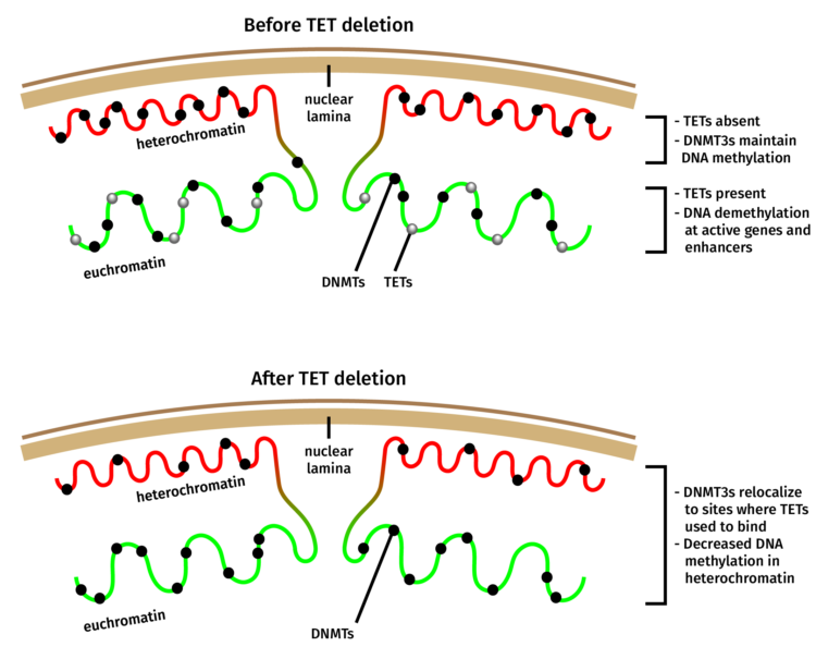 Diagram showing heterochromatin, euchromatin, DNMTs, and TETs interactions before and after TET deletion.