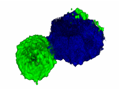 Grainy image of a doublet structure with the cells colored for contrast. The cells are stuck to each other on one side.