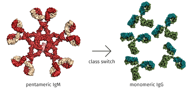 Image of switching class structures. On the left is a red and white structure labelled as "pentameric TgM" and there's an arrow labelled "class switch." The arrow is pointing to five green antibody structures labelled "monomeric IgG."