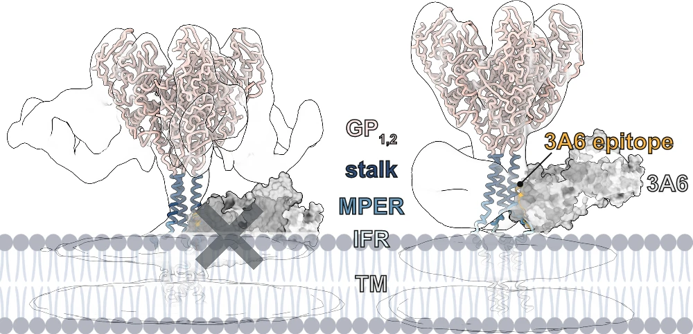 AlphaFold 225,26 models suggest that the Ebola virus (EBOV) glycoprotein (GP1,2) can adopt compact (right) and extended (left) membrane proximal external region (MPER) and interfacial region (IFR) conformations. The compact conformation is incompatible with 3A6 binding. Instead, 3A6 requires MPER to be in an extended conformation. mAb monoclonal antibody, TM transmembrane [domain].