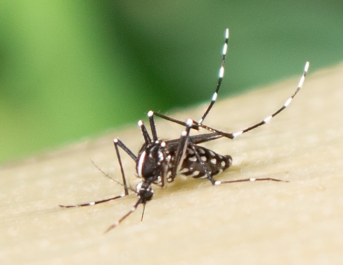 Photo of a mosquito landing on a beige surface. The mosquito has thin black legs with white stripes.